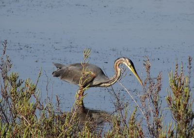 Héron pourpré - Réserve naturelle nationale du Bagnas