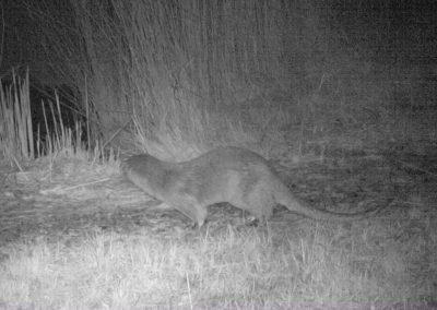 Loutre - Réserve naturelle nationale du Bagnas