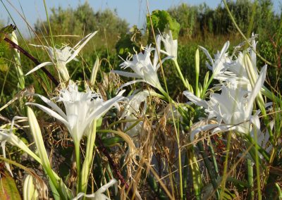 Lys des mers - Réserve naturelle nationale du Bagnas