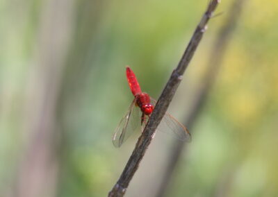 Crocothemis erythraea